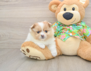 7 week old Pomeranian Puppy For Sale - Pilesgrove Pups