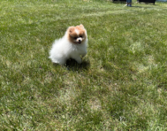 11 week old Pomeranian Puppy For Sale - Pilesgrove Pups