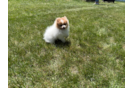 Best Pomeranian Baby