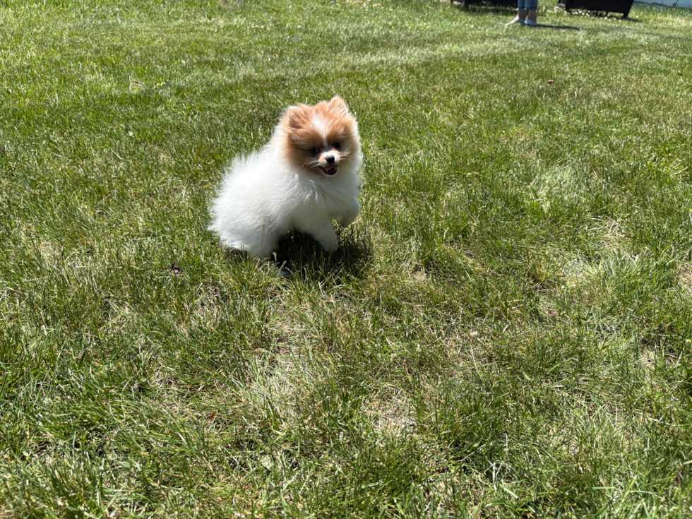 Best Pomeranian Baby