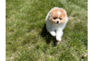 Cute Pom Dog Purebred Puppy