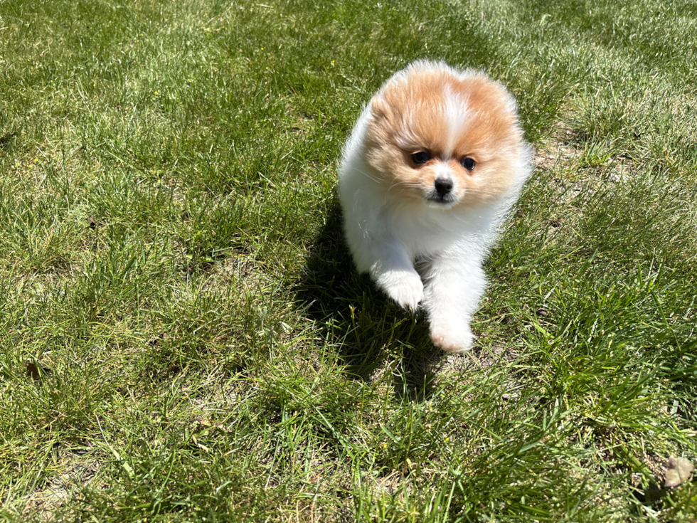 Cute Pom Dog Purebred Puppy