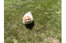 Pomeranian Puppy for Adoption