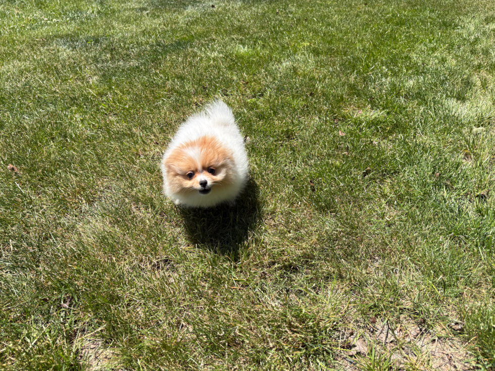 Pomeranian Puppy for Adoption