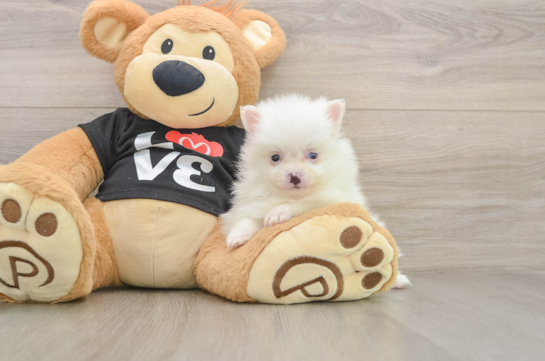 Smart Swergspitz Purebred Puppy
