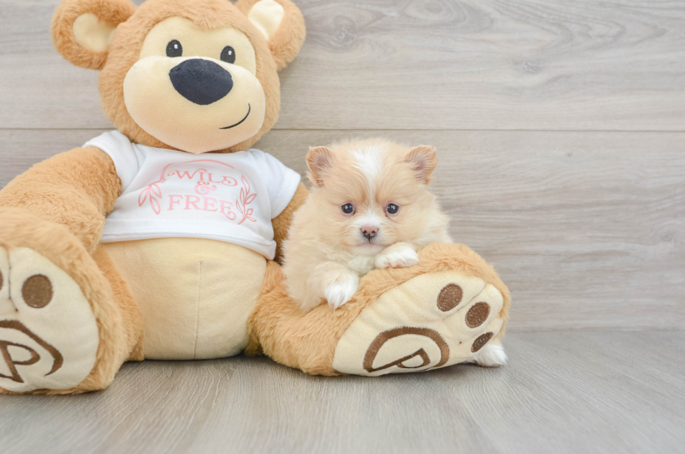 5 week old Pomeranian Puppy For Sale - Pilesgrove Pups