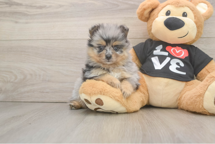 Energetic Pom Purebred Puppy