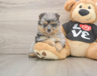 5 week old Pomeranian Puppy For Sale - Pilesgrove Pups