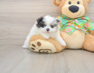 8 week old Pomeranian Puppy For Sale - Pilesgrove Pups