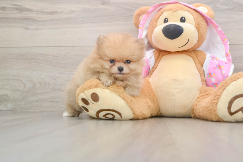 Hypoallergenic Pomeranian Purebred Pup