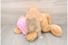 Small Pomeranian Purebred Pup