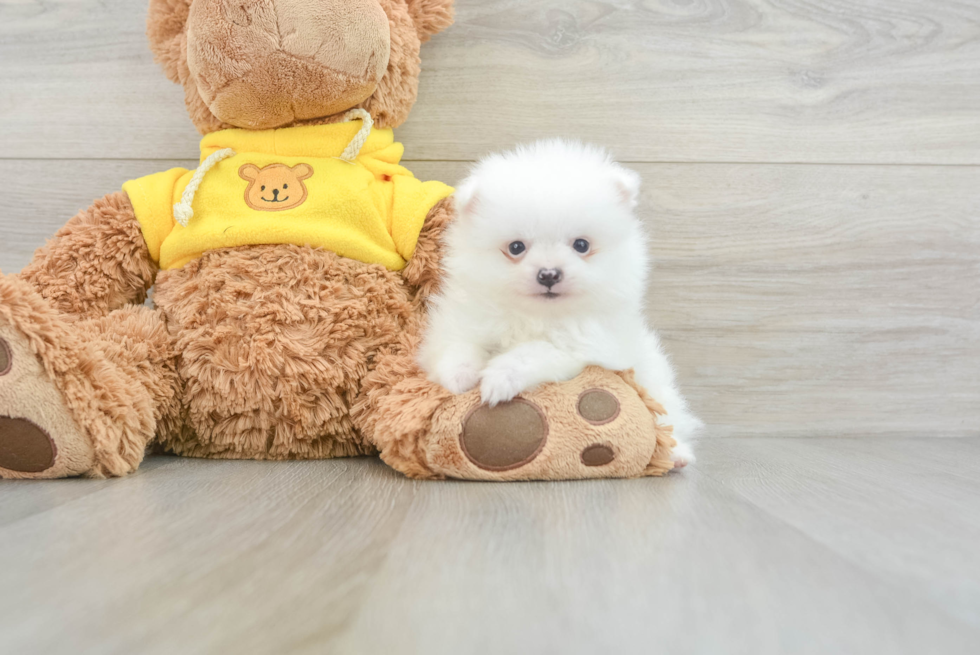 Petite Pomeranian Purebred Puppy