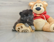 8 week old Pomeranian Puppy For Sale - Pilesgrove Pups