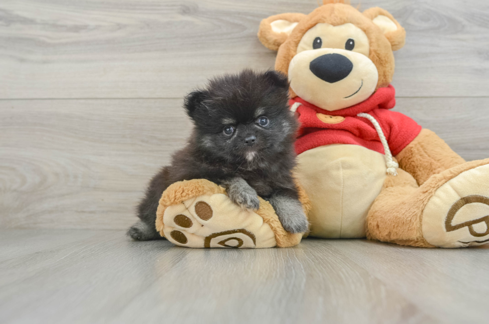 9 week old Pomeranian Puppy For Sale - Pilesgrove Pups