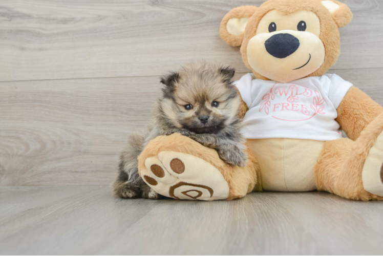 Best Pomeranian Baby