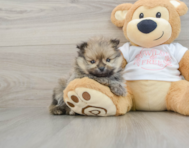 7 week old Pomeranian Puppy For Sale - Pilesgrove Pups