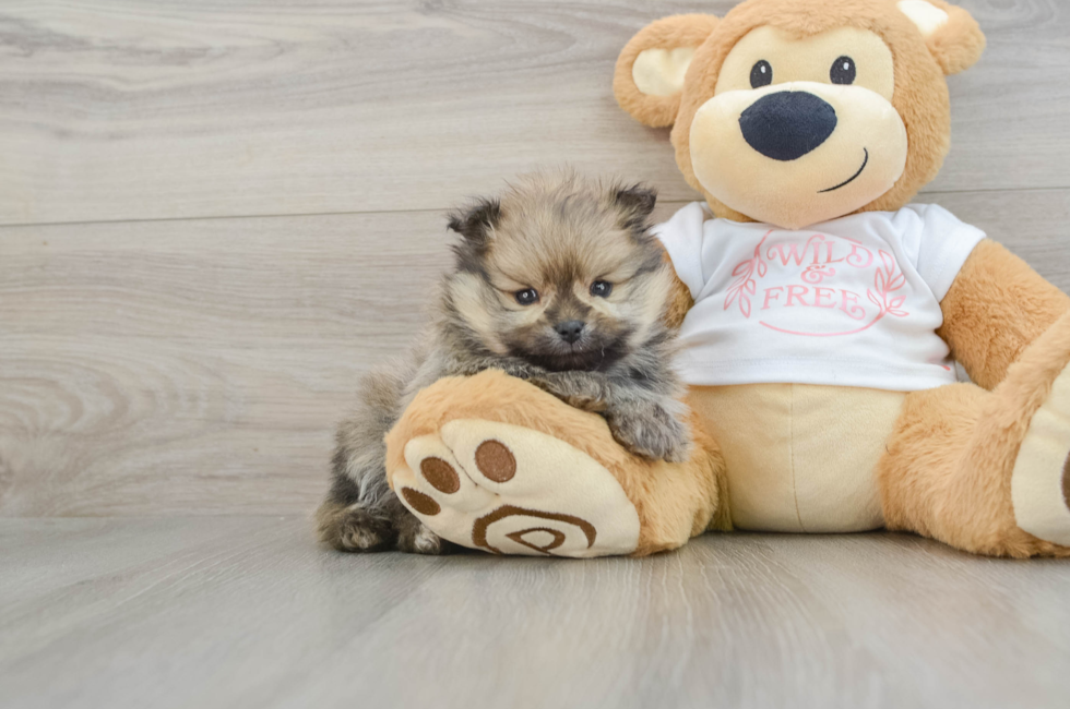 7 week old Pomeranian Puppy For Sale - Pilesgrove Pups