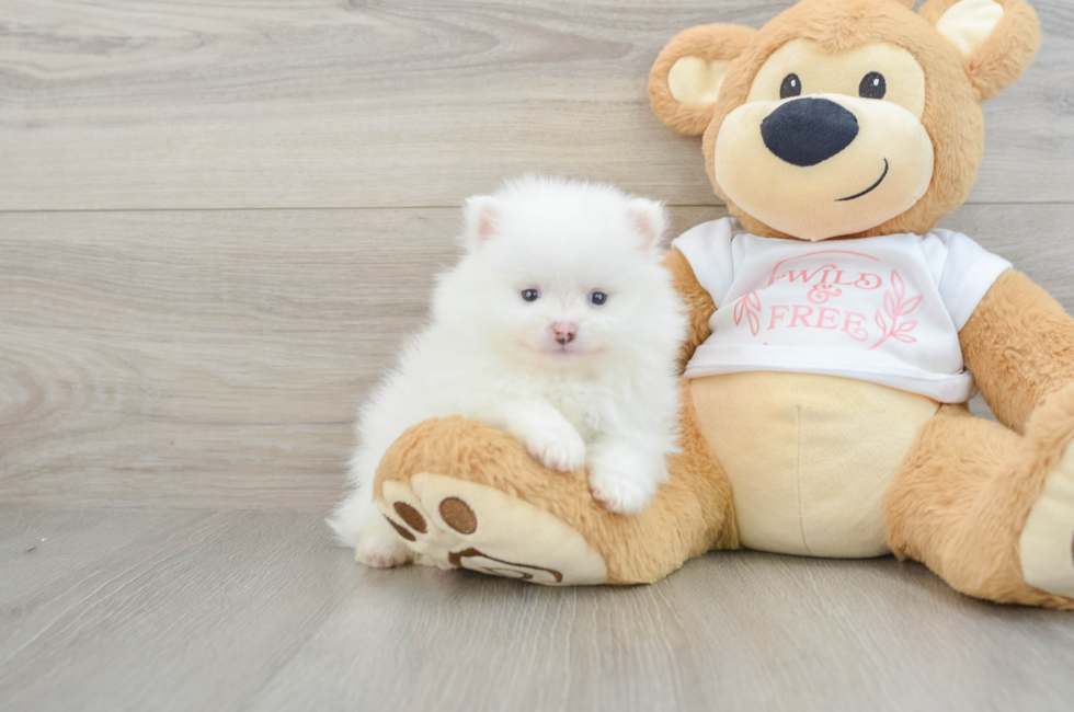 5 week old Pomeranian Puppy For Sale - Pilesgrove Pups