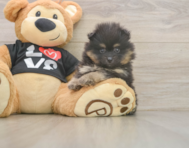 5 week old Pomeranian Puppy For Sale - Pilesgrove Pups