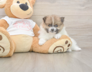 8 week old Pomeranian Puppy For Sale - Pilesgrove Pups