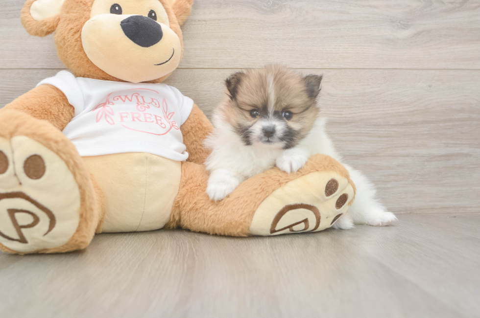 7 week old Pomeranian Puppy For Sale - Pilesgrove Pups