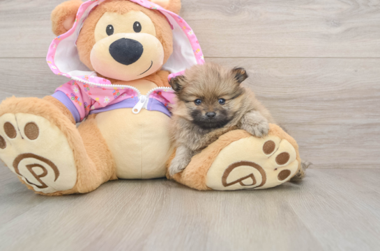 Pomeranian Pup Being Cute