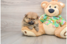 Popular Pomeranian Baby