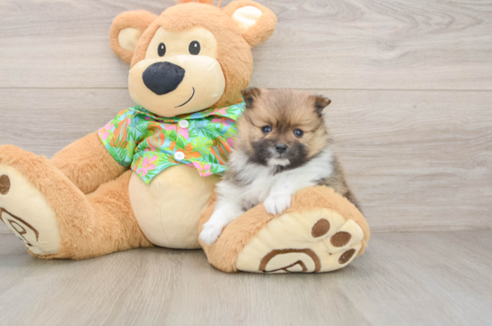Hypoallergenic Pomeranian Purebred Pup