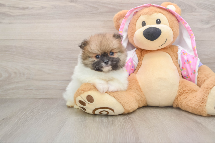 Pomeranian Puppy for Adoption
