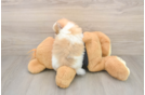 Pomeranian Puppy for Adoption