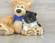 8 week old Pomeranian Puppy For Sale - Pilesgrove Pups