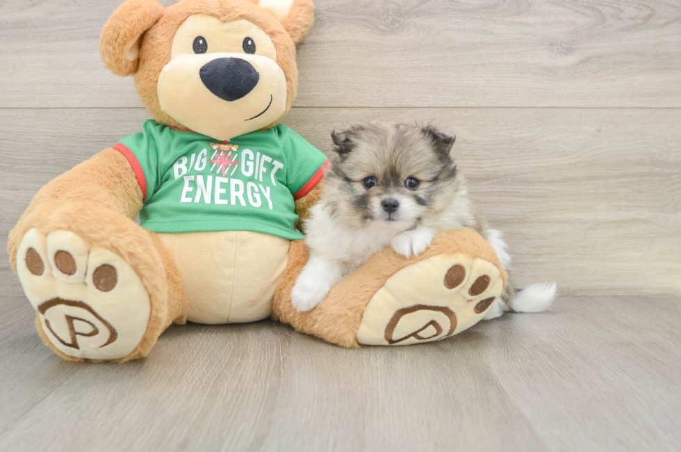 5 week old Pomeranian Puppy For Sale - Pilesgrove Pups