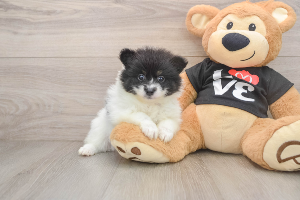 Pomeranian Puppy for Adoption