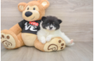 Pomeranian Pup Being Cute