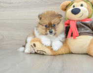 7 week old Pomeranian Puppy For Sale - Pilesgrove Pups