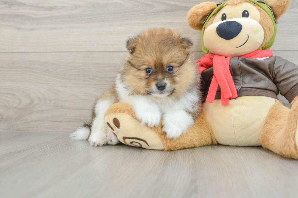 6 week old Pomeranian Puppy For Sale - Pilesgrove Pups