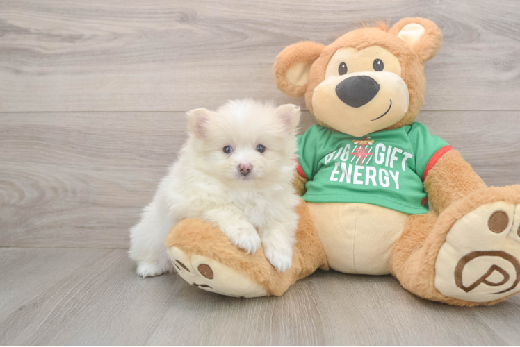 Pomeranian Pup Being Cute