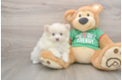 Pomeranian Pup Being Cute