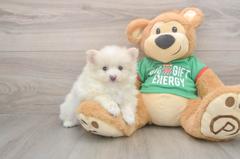 5 week old Pomeranian Puppy For Sale - Pilesgrove Pups