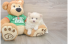 Pomeranian Puppy for Adoption