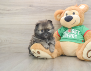 6 week old Pomeranian Puppy For Sale - Pilesgrove Pups