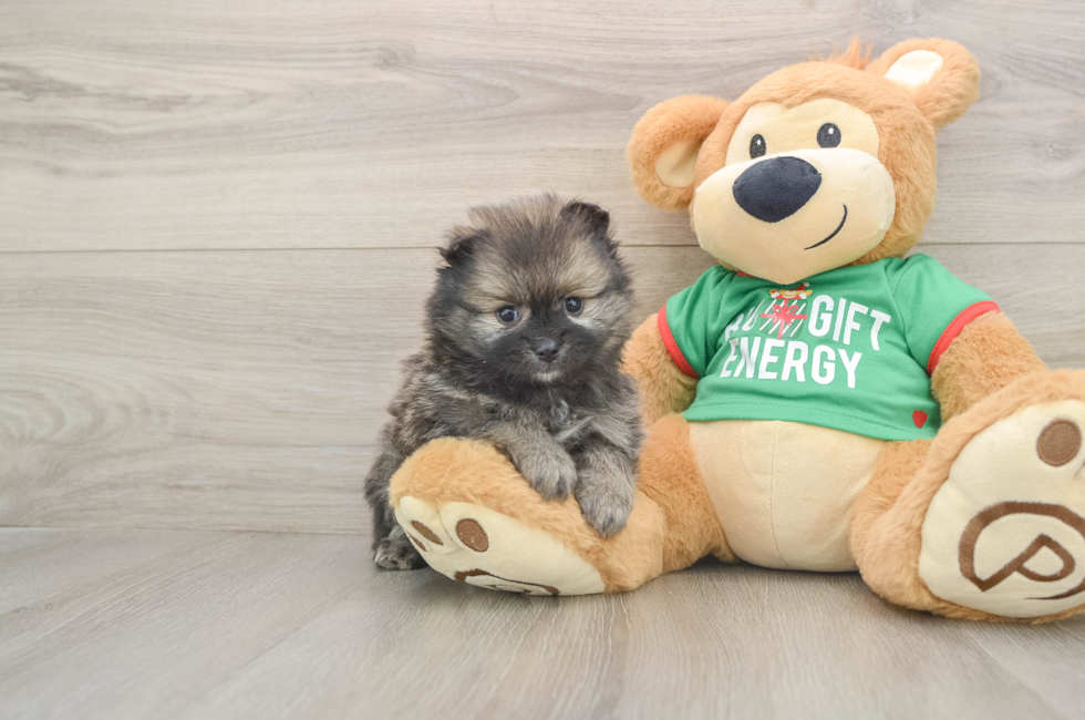 5 week old Pomeranian Puppy For Sale - Pilesgrove Pups