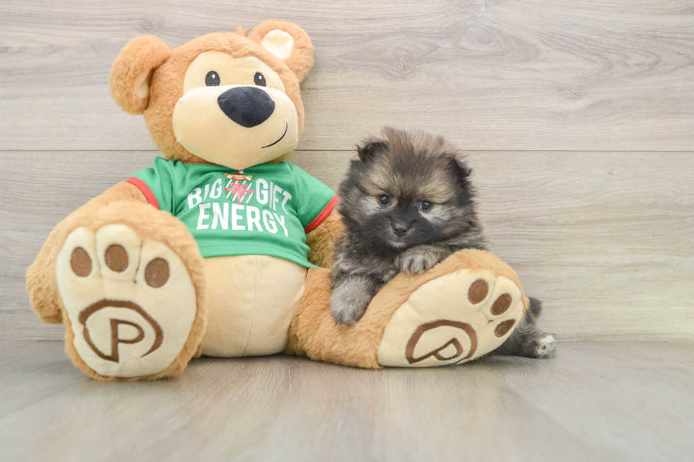 Fluffy Pom Purebred Puppy