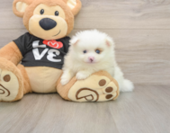 8 week old Pomeranian Puppy For Sale - Pilesgrove Pups
