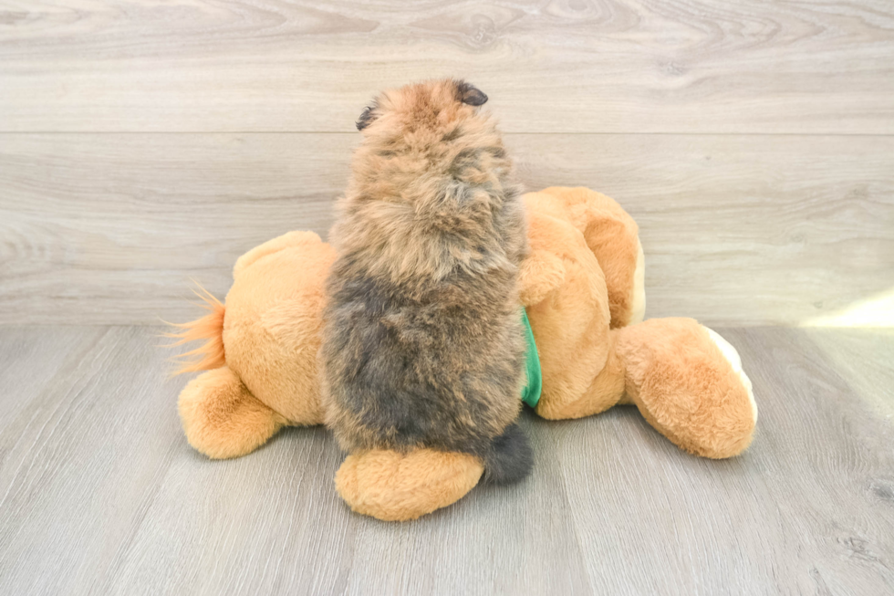 Hypoallergenic Pomeranian Baby