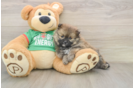 Akc Registered Pomeranian Baby