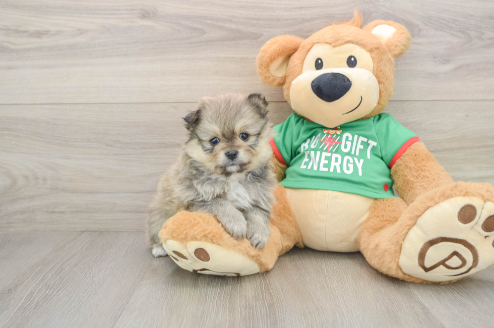5 week old Pomeranian Puppy For Sale - Pilesgrove Pups