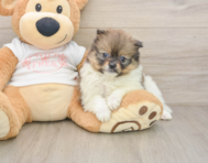 9 week old Pomeranian Puppy For Sale - Pilesgrove Pups