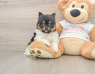 9 week old Pomeranian Puppy For Sale - Pilesgrove Pups