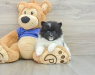 8 week old Pomeranian Puppy For Sale - Pilesgrove Pups